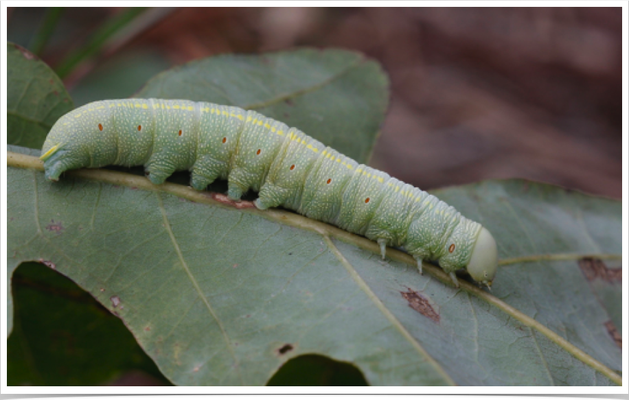 White-dotted Prominent on Oak
Nadata gibbosa
Cleburne County, Alabama